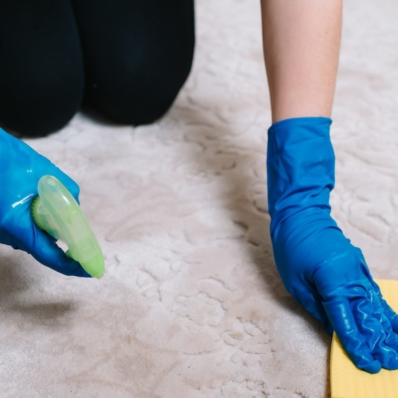 An expert cleaning a rug to eliminate pet stains and odors, emphasizing professional carpet care and restoration services.